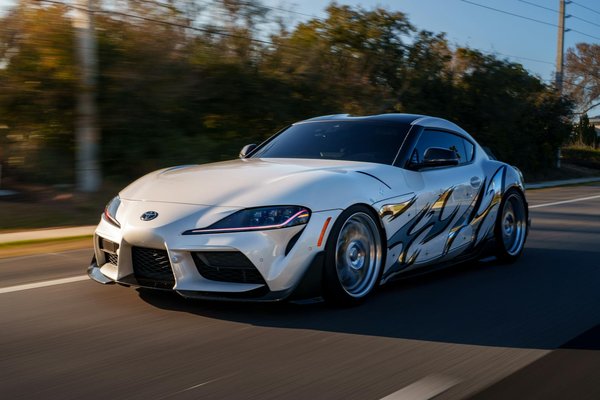 How Can You Train Your Pet to Adapt to Urban Living Conditions?